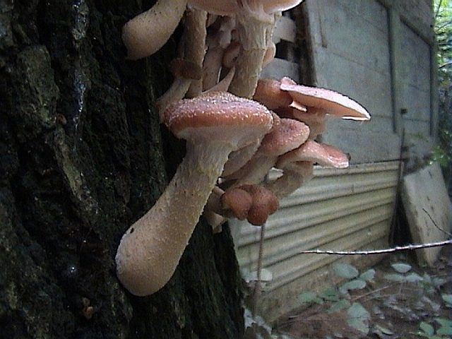 Uno spettacolo di Armillaria del 2002